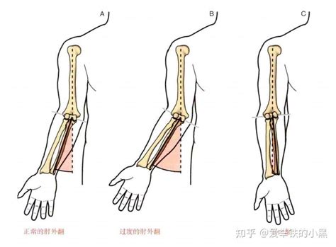 肘意思